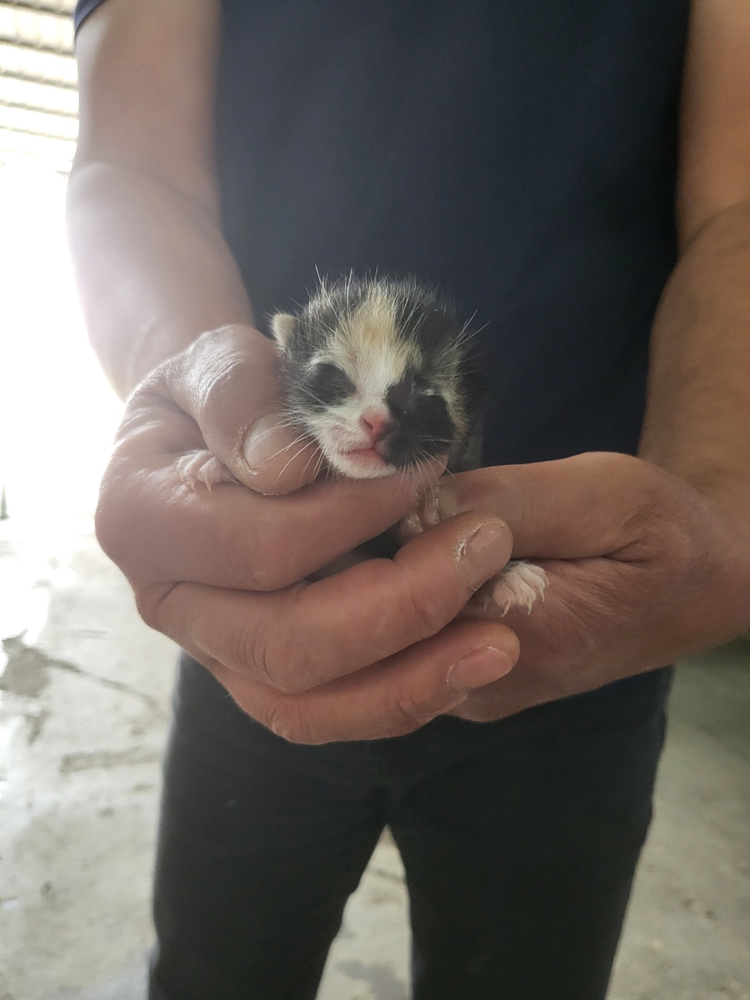 [고양이] 한국 고양이 경기-평택-2025-00833 유기동물 배경 이미지 입니다.